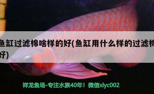 魚缸過濾棉啥樣的好(魚缸用什么樣的過濾棉好) 帝王血鉆魚