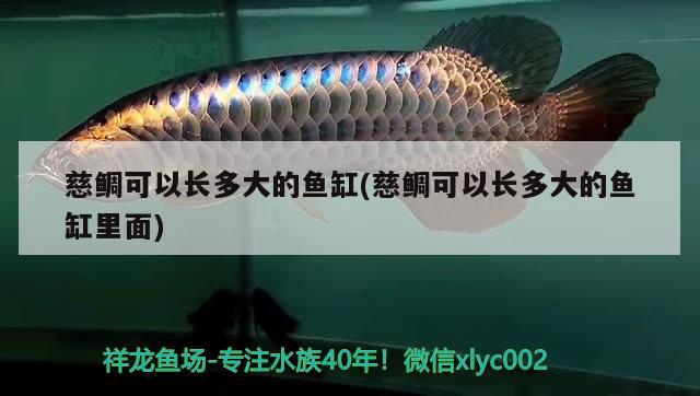 魚缸長綠毛對魚有害嗎：魚缸里長綠毛怎么辦