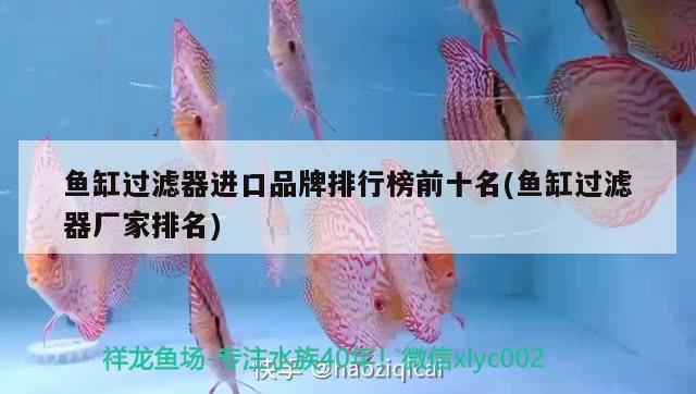 巨型金龍魚圖片高清  雙線側(cè)魚 第1張