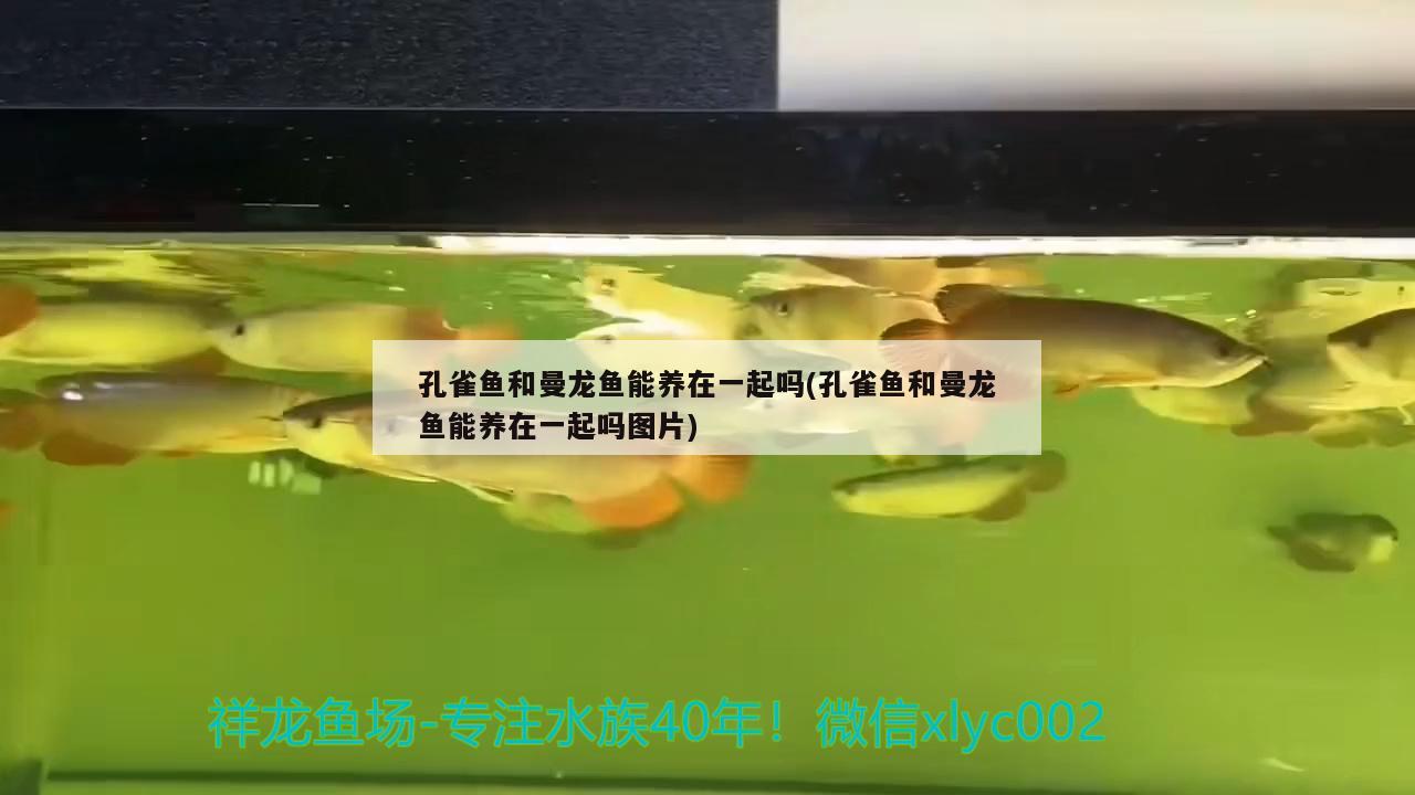 孔雀魚和曼龍魚能養(yǎng)在一起嗎(孔雀魚和曼龍魚能養(yǎng)在一起嗎圖片) 觀賞魚企業(yè)目錄