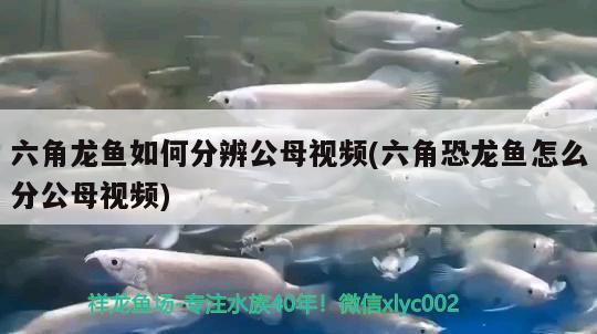 六角龍魚如何分辨公母視頻(六角恐龍魚怎么分公母視頻) 短身紅龍魚