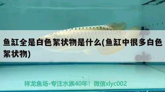 魚缸全是白色絮狀物是什么(魚缸中很多白色絮狀物) 七彩神仙魚