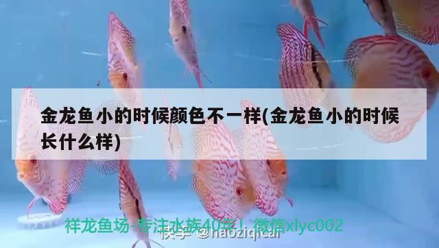 金龍魚小的時候顏色不一樣(金龍魚小的時候長什么樣) 伊巴卡魚