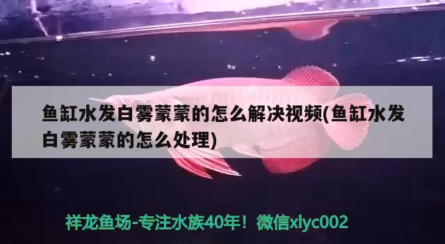 紅龍到家一個星期了開燈就趴缸不知道怎么解決請大神指導(dǎo)一下怎么解決 紅老虎魚 第2張