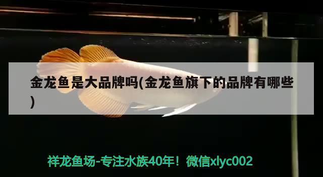 金龍魚是大品牌嗎(金龍魚旗下的品牌有哪些) 狗頭魚