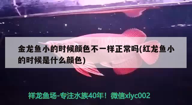 魚缸中放海鹽有什么作用(魚缸里放海鹽會使水變渾濁嗎) 紅龍魚百科 第1張