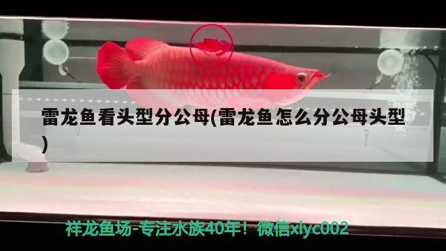 雷龍魚(yú)看頭型分公母(雷龍魚(yú)怎么分公母頭型)