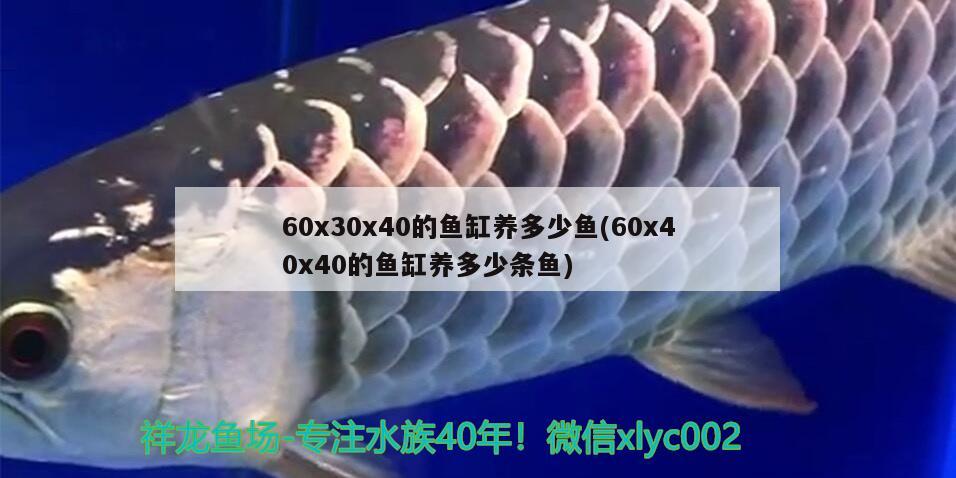 60x30x40的魚缸養(yǎng)多少魚(60x40x40的魚缸養(yǎng)多少條魚)