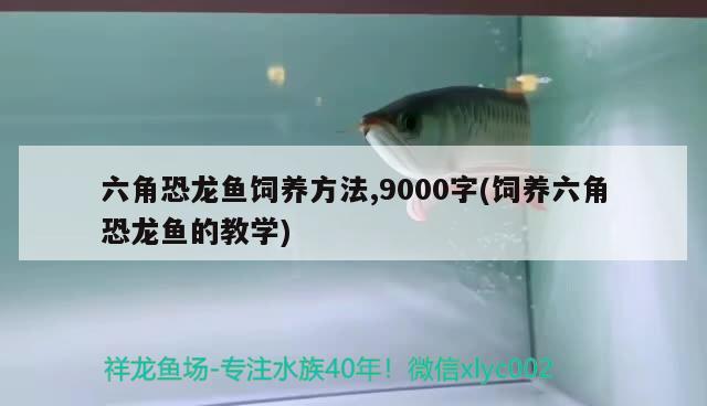 六角恐龍魚飼養(yǎng)方法,9000字(飼養(yǎng)六角恐龍魚的教學(xué)) 大日玉鯖魚