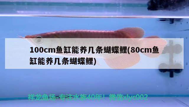 銀龍魚打架掉鱗用不用下藥（銀龍魚大面積掉鱗咋辦） 銀龍魚 第1張