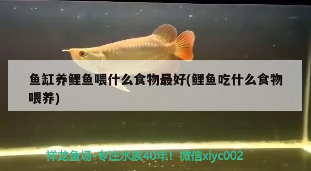 原生魚(yú)缸布景(原生魚(yú)缸用什么背景圖畫) 羽毛刀魚(yú)苗