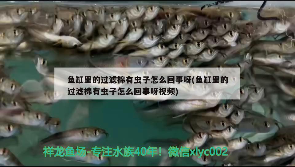 魚缸換水器不吸水（魚缸換水后不循環(huán)是什么情況） 小型觀賞魚 第1張