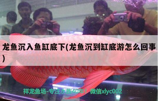 龍魚沉入魚缸底下(龍魚沉到缸底游怎么回事) 刀魚魚