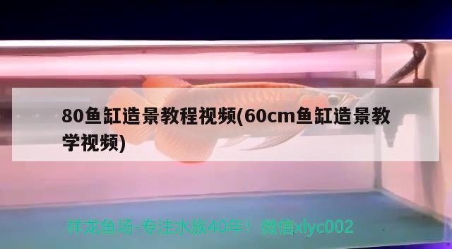 2020燕窩價格走勢(2018年燕窩價格表) 馬來西亞燕窩 第2張