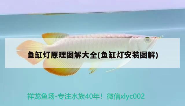 魚缸燈原理圖解大全(魚缸燈安裝圖解)