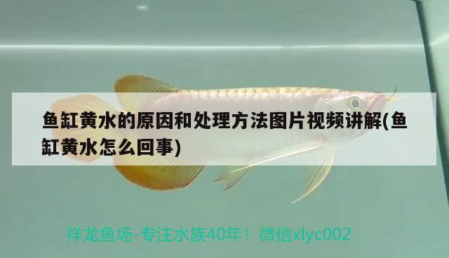 魚缸黃水的原因和處理方法圖片視頻講解(魚缸黃水怎么回事) 申古三間魚