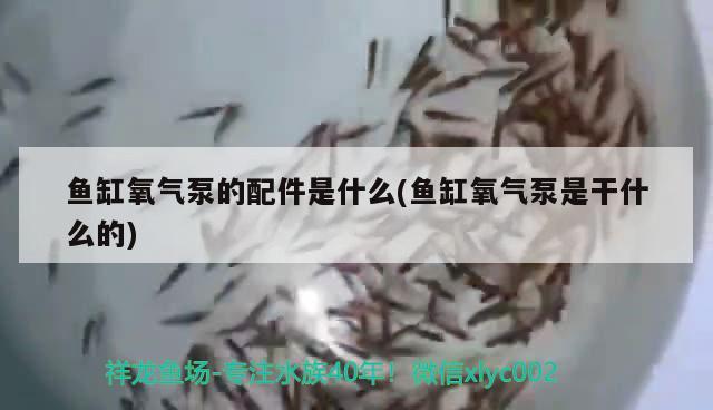 魚缸氧氣泵的配件是什么(魚缸氧氣泵是干什么的) ?；?異型虎魚/純色虎魚