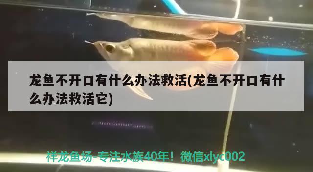 24黃金大帆魚優(yōu)缺點(diǎn)，魚缸長80寬40高60適合養(yǎng)什么