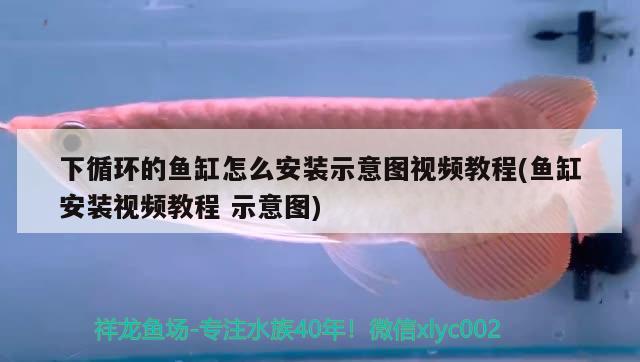 下循環(huán)的魚缸怎么安裝示意圖視頻教程(魚缸安裝視頻教程示意圖) 印尼三紋虎