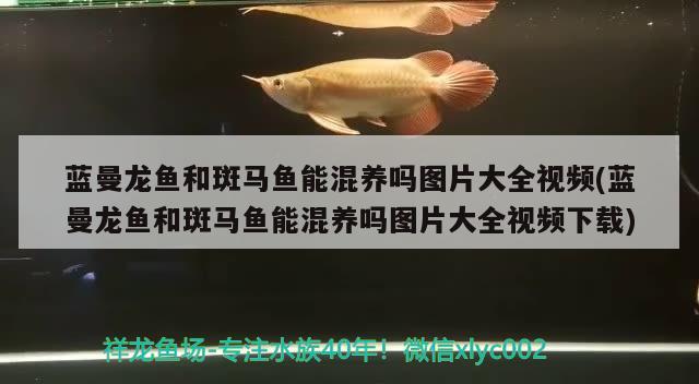 皇冠黑白魟魚(yú)變黑底了還爆點(diǎn)嗎，養(yǎng)魚(yú)只開(kāi)氣泵不開(kāi)水泵行不行