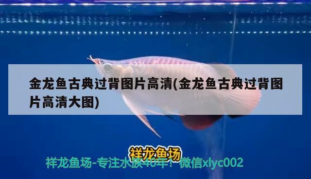 包頭魚缸批發(fā)市場地址在哪兒：包頭魚缸哪里便宜 廣州水族批發(fā)市場 第3張