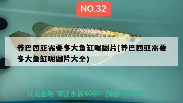 龍魚苗多少錢一條 龍魚苗價格