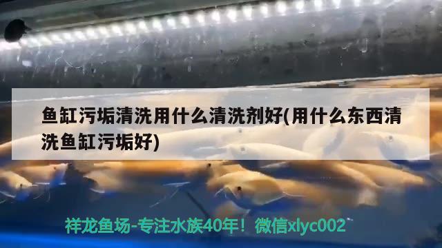 魚缸污垢清洗用什么清洗劑好(用什么東西清洗魚缸污垢好) 魚糧魚藥