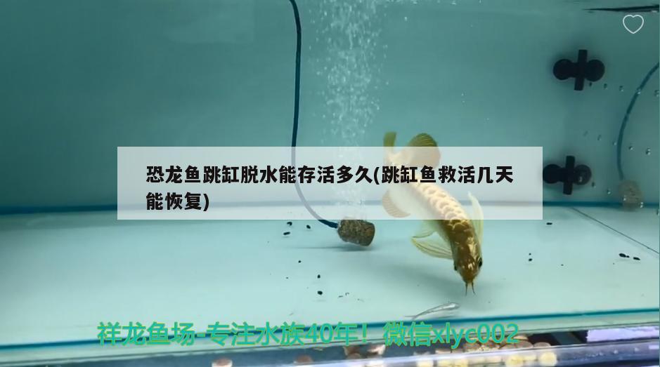 恐龍魚跳缸脫水能存活多久(跳缸魚救活幾天能恢復) 白條過背金龍魚