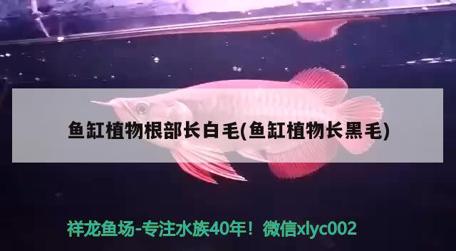 魚(yú)缸植物根部長(zhǎng)白毛(魚(yú)缸植物長(zhǎng)黑毛)