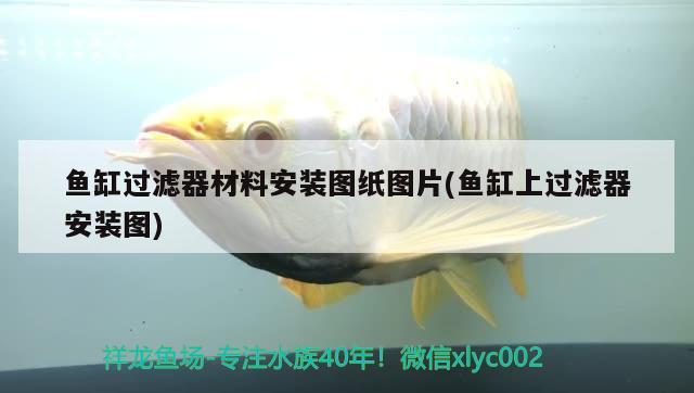 龍魚的品種有幾種！，龍魚的種類