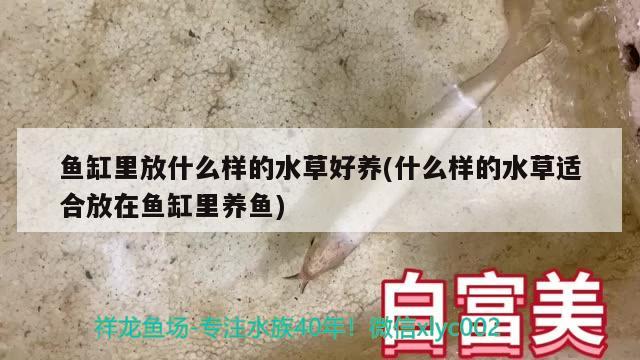 有肺魚類：石斑魚為什么用肺呼吸 肺魚 第1張