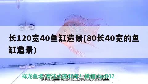 長(zhǎng)120寬40魚缸造景(80長(zhǎng)40寬的魚缸造景) 祥龍魚場(chǎng)