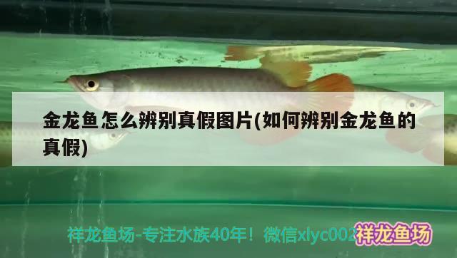 金龍魚怎么辨別真假圖片(如何辨別金龍魚的真假) 觀賞蝦蟹等飼料