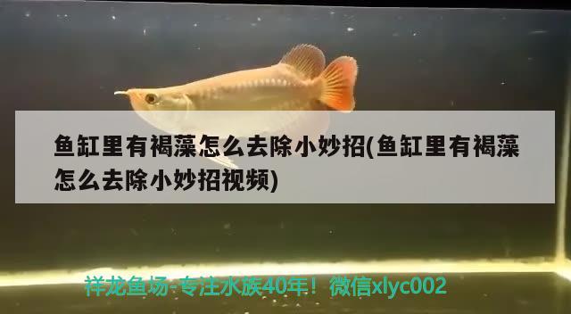 魚缸里有褐藻怎么去除小妙招(魚缸里有褐藻怎么去除小妙招視頻) 祥龍超血紅龍魚