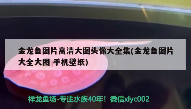 魚缸加熱器顯示離水?dāng)嚯娫趺椿厥?停電了魚缸怎么加熱) 過背金龍魚