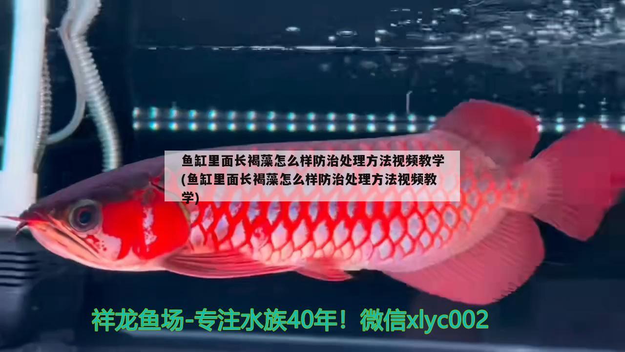 魚缸里面長褐藻怎么樣防治處理方法視頻教學(xué)(魚缸里面長褐藻怎么樣防治處理方法視頻教學(xué)) 觀賞魚批發(fā)