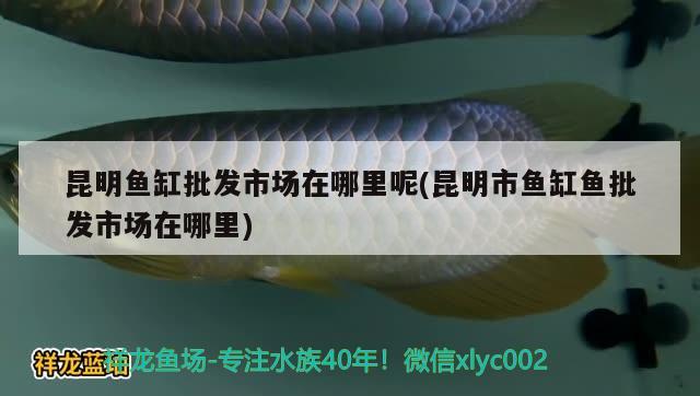 昆明魚缸批發(fā)市場(chǎng)在哪里呢(昆明市魚缸魚批發(fā)市場(chǎng)在哪里) 魚缸凈水劑