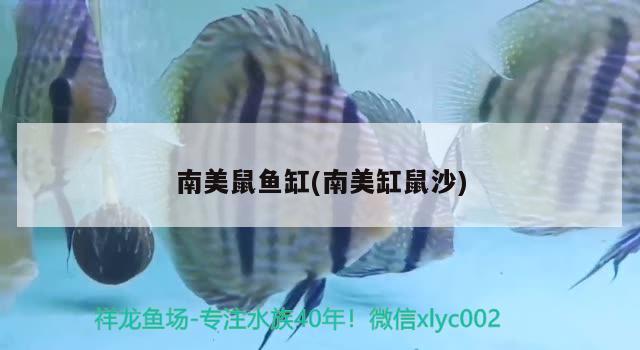 南美鼠魚缸(南美缸鼠沙) 金頭過背金龍魚