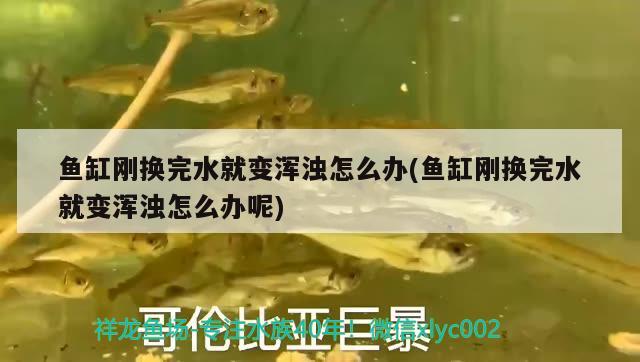 魚(yú)缸剛換完水就變渾濁怎么辦(魚(yú)缸剛換完水就變渾濁怎么辦呢) 哥倫比亞巨暴魚(yú)苗