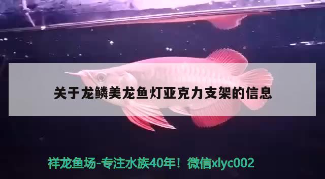 關(guān)于龍鱗美龍魚燈亞克力支架的信息