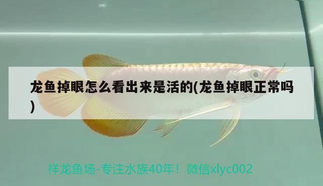 龍魚掉眼怎么看出來是活的(龍魚掉眼正常嗎) 過背金龍魚