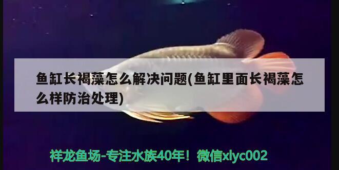 魚缸長褐藻怎么解決問題(魚缸里面長褐藻怎么樣防治處理)