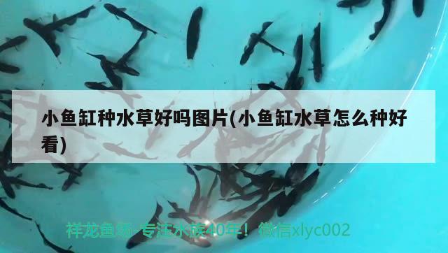 小魚缸種水草好嗎圖片(小魚缸水草怎么種好看)