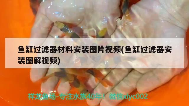 魚缸過濾器材料安裝圖片視頻(魚缸過濾器安裝圖解視頻) 非洲金鼓魚