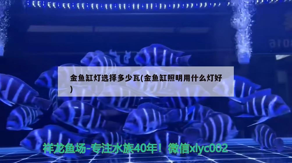 金魚缸燈選擇多少瓦(金魚缸照明用什么燈好)