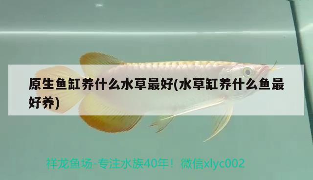 魚缸可以放在向陽(yáng)處嗎（魚缸能不能放在陽(yáng)臺(tái)上知道的說(shuō)下） 白子黃化銀龍魚 第1張