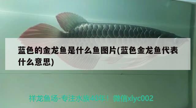 藍(lán)色的金龍魚(yú)是什么魚(yú)圖片(藍(lán)色金龍魚(yú)代表什么意思)