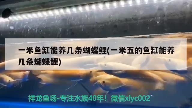 一米魚缸能養(yǎng)幾條蝴蝶鯉(一米五的魚缸能養(yǎng)幾條蝴蝶鯉) 蝴蝶鯉