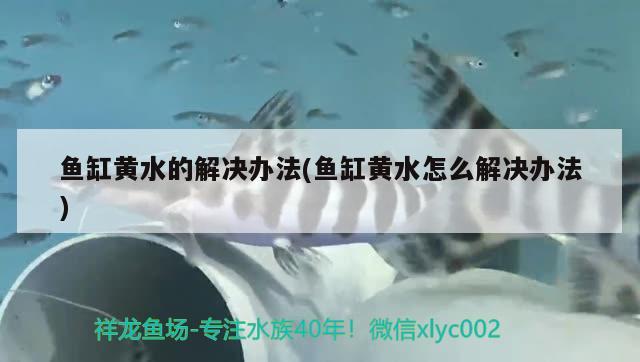 魚缸黃水的解決辦法(魚缸黃水怎么解決辦法) 玫瑰銀版魚