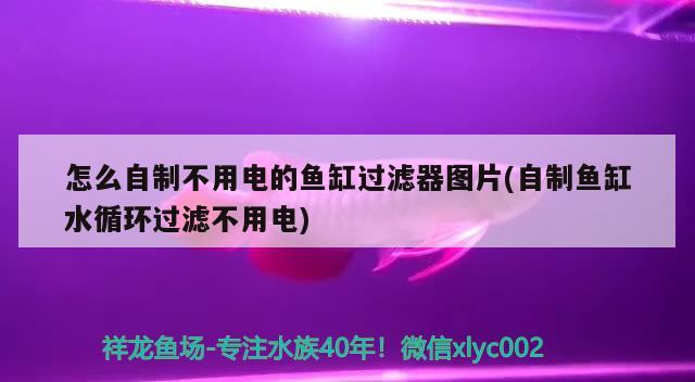 怎么自制不用電的魚缸過濾器圖片(自制魚缸水循環(huán)過濾不用電) 喂食器